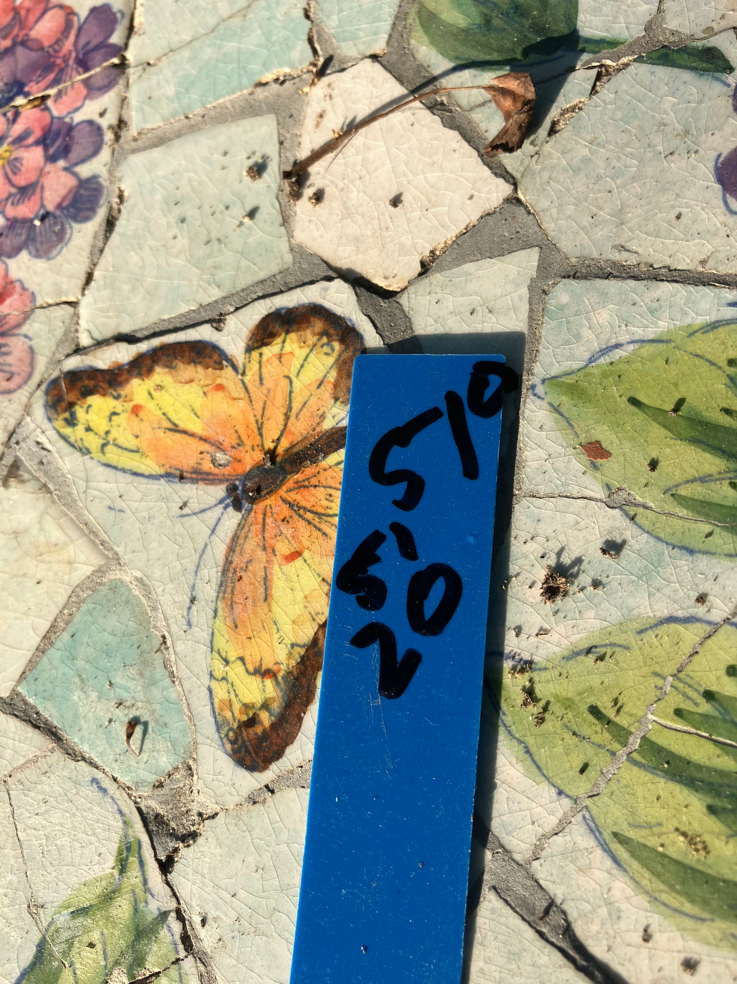 Euphorbia tirucalli Pencil Cactus/Succulent 51"Tall 20"Wide #510B