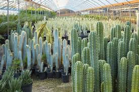 San Pedro Cactus - Trichocereus pachanoi 10" Tall #10G