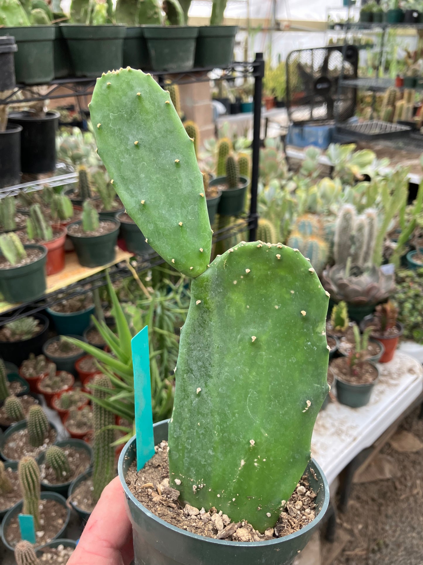 Opuntia Emerald wave Cactus 8”Tall #118G