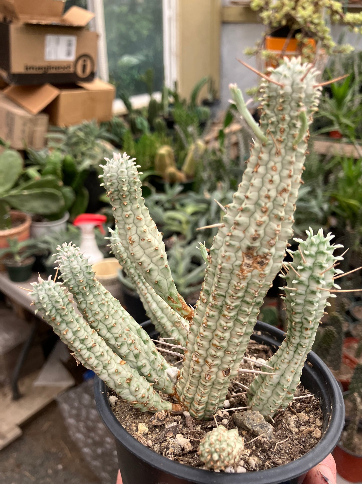 Euphorbia mammillarias variegata Corn Cob 6"Tall #5B