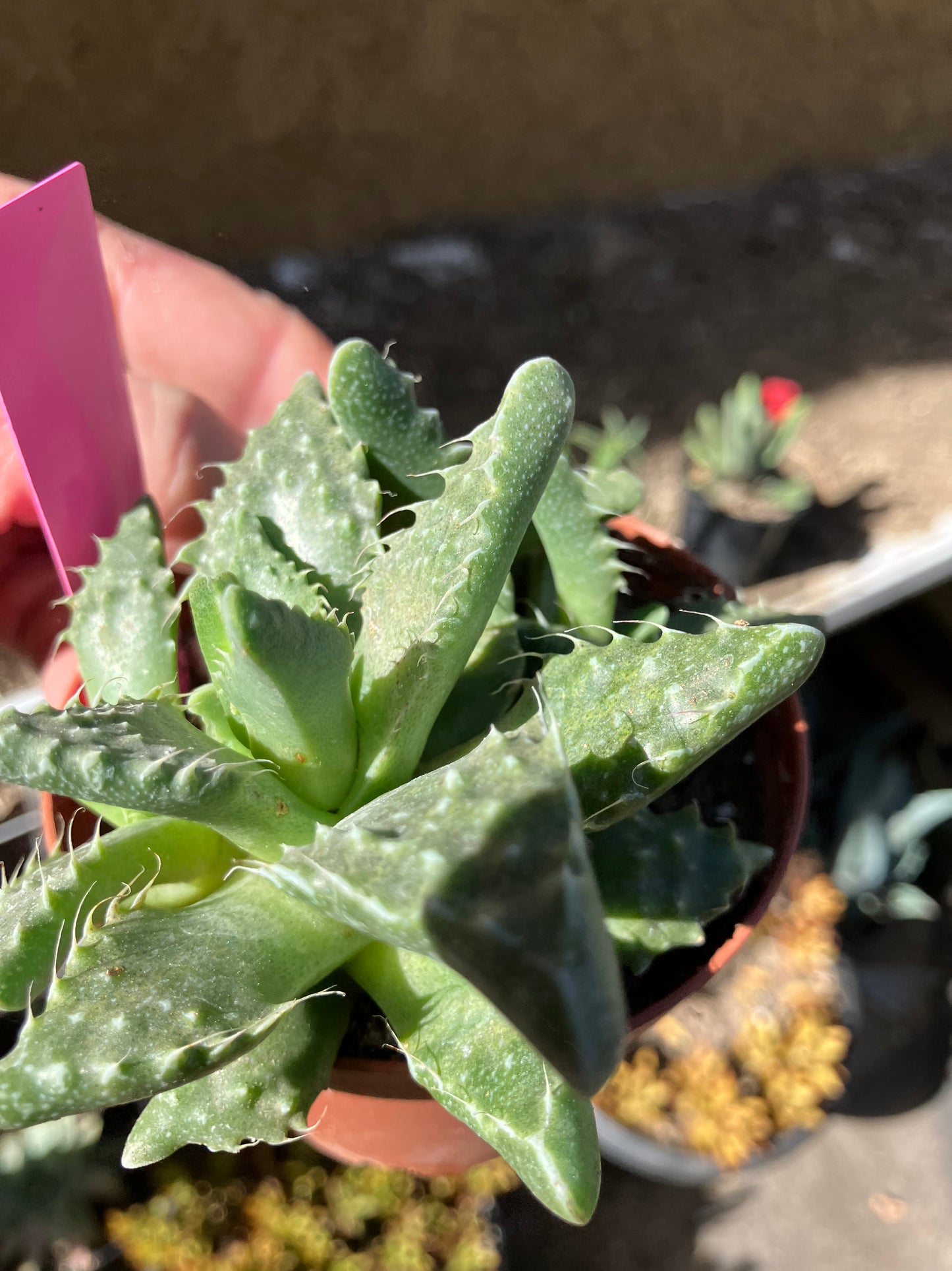 Faucaria tigrina Tiger Jaws 4"Wide #44P