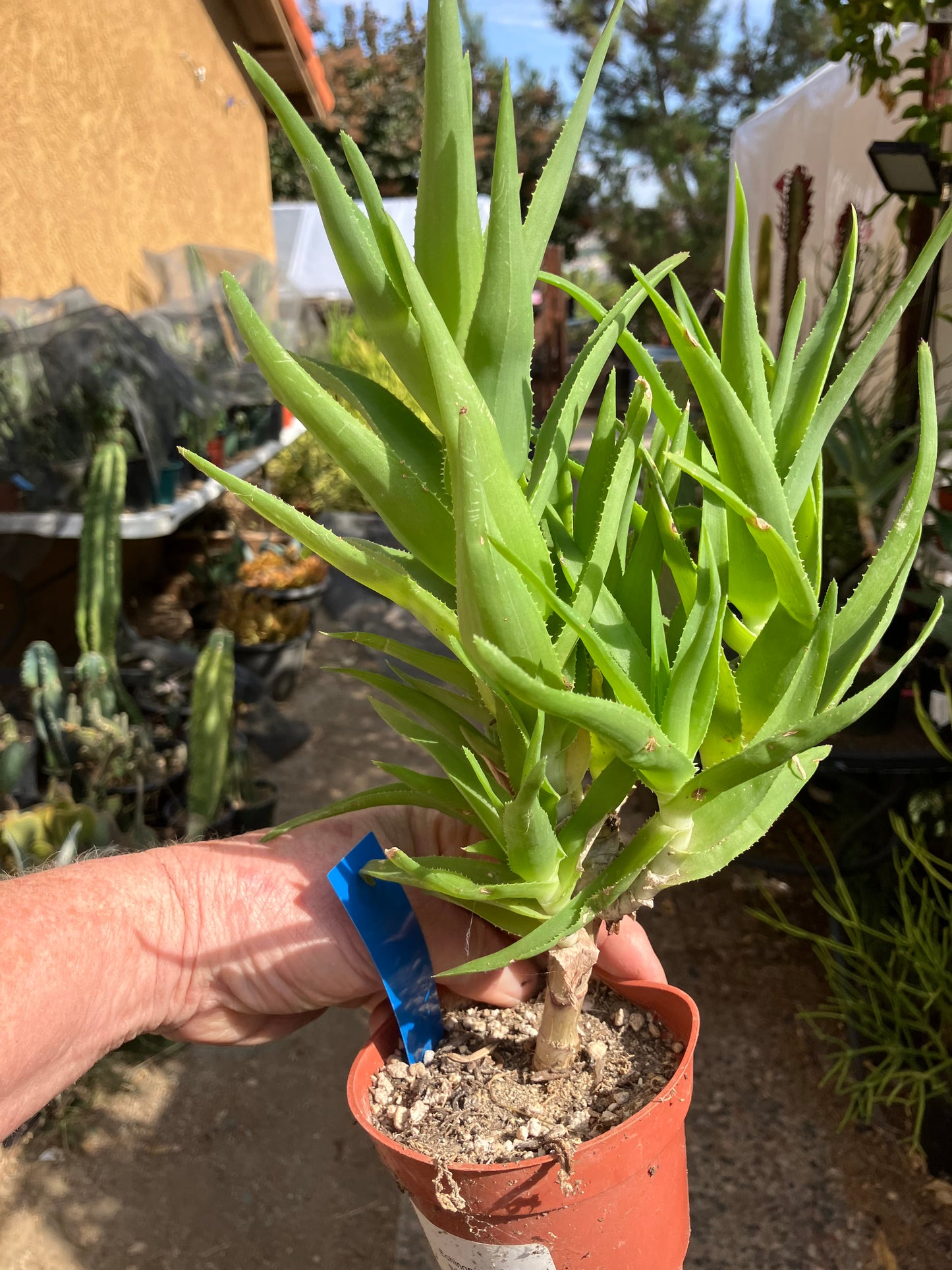 Aloe Ciliaris x Delaeti Hybrid Climbing Succulent 11”Tall 7"Wide #113B