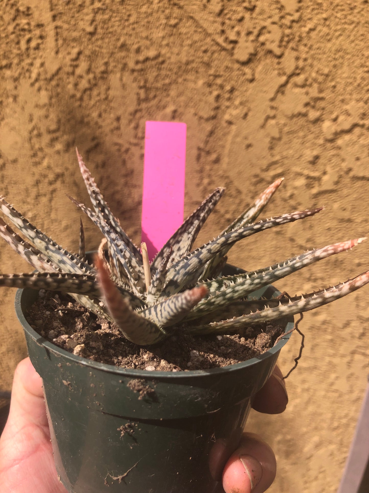 Aloe~  "Lizard lips" Exotic Cultivar Dwarf Aloe 6”Wide #68P