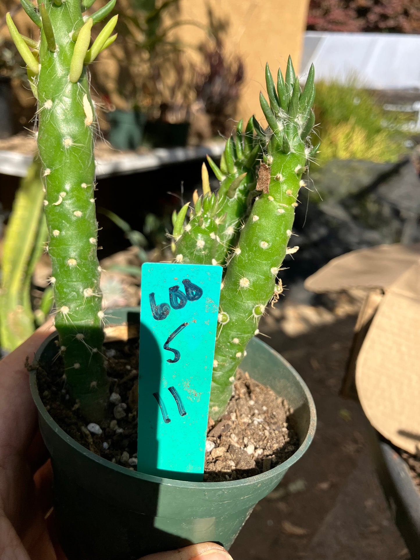 Austrocylindropuntia Cactus Gumbi Mini Eve's Needle 5"Tall #600G