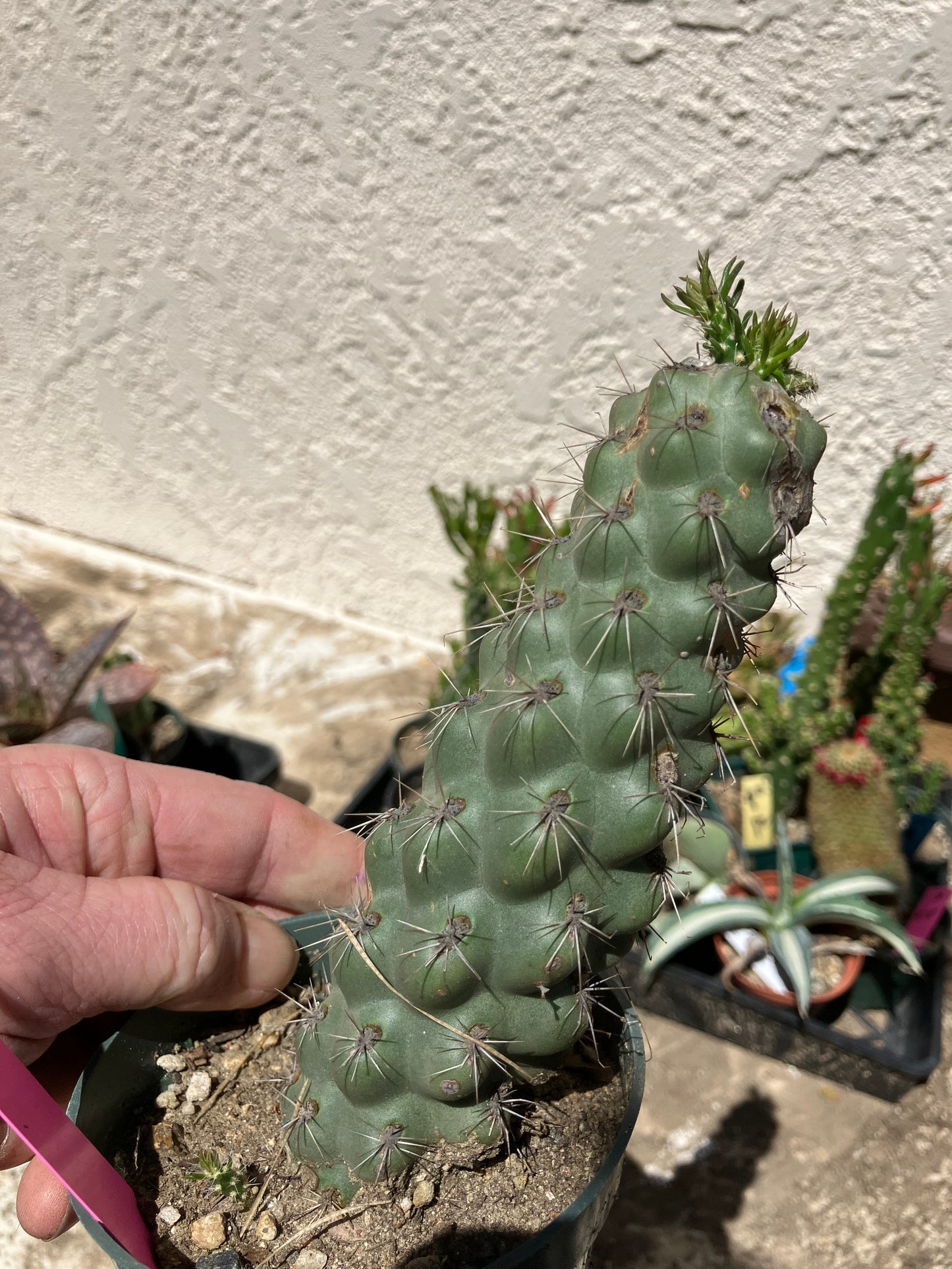 Cholla Cylindropuntia  Buckhorn 6”Tall #76P