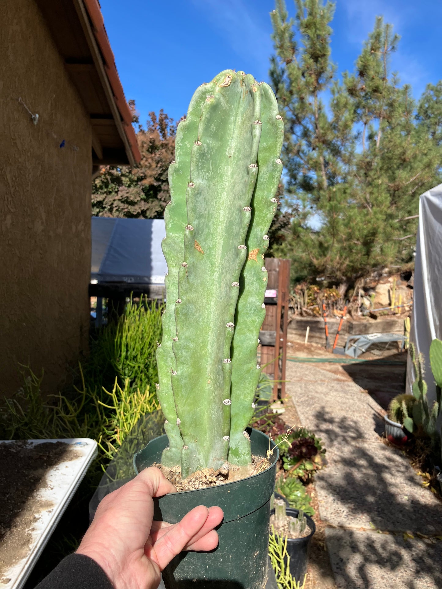 Cereus Peruvianus  Night Blooming 16"Tall #163W