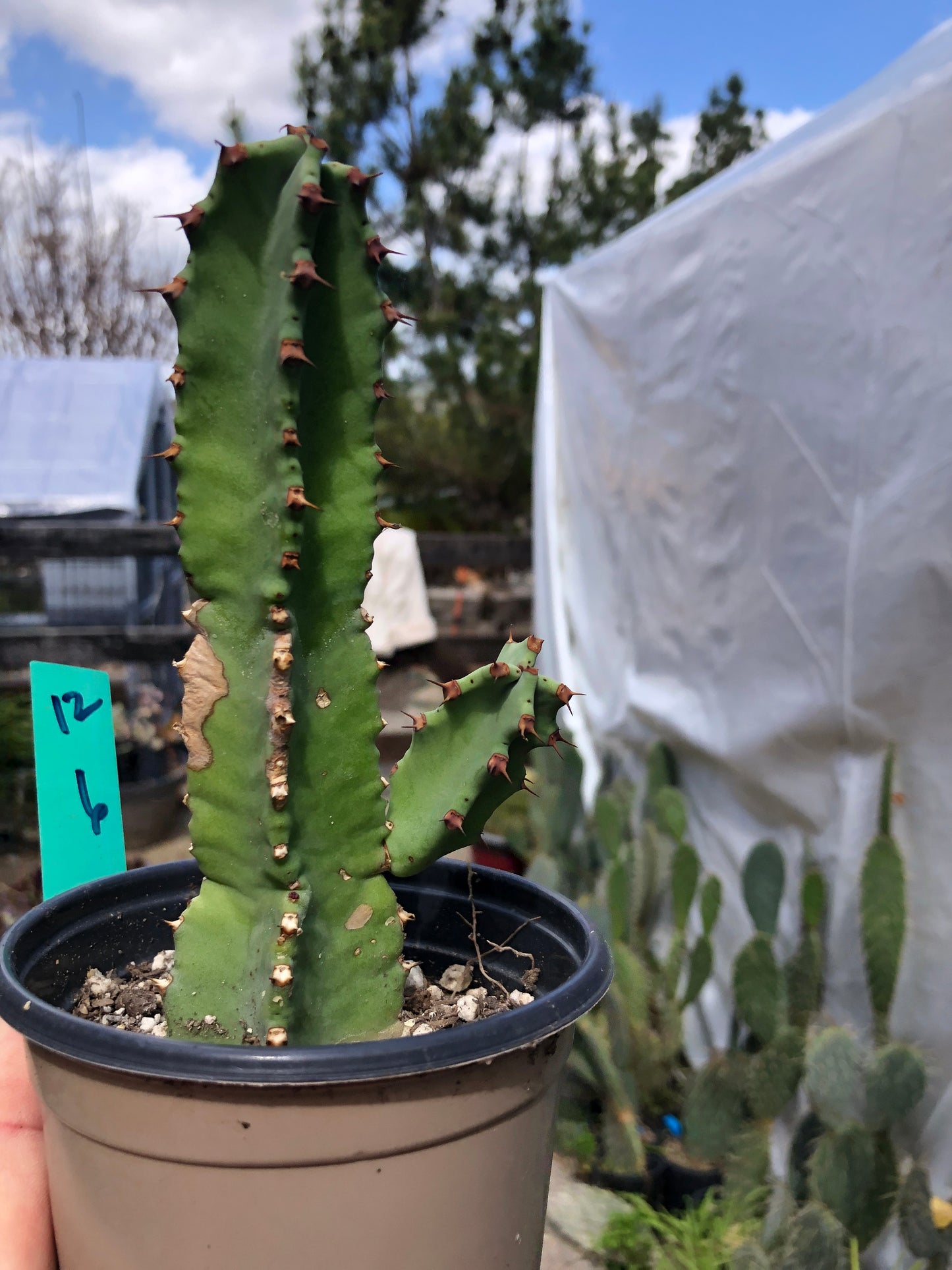 Euphorbia resinifera Moroccan Mound 6"Tall #12G