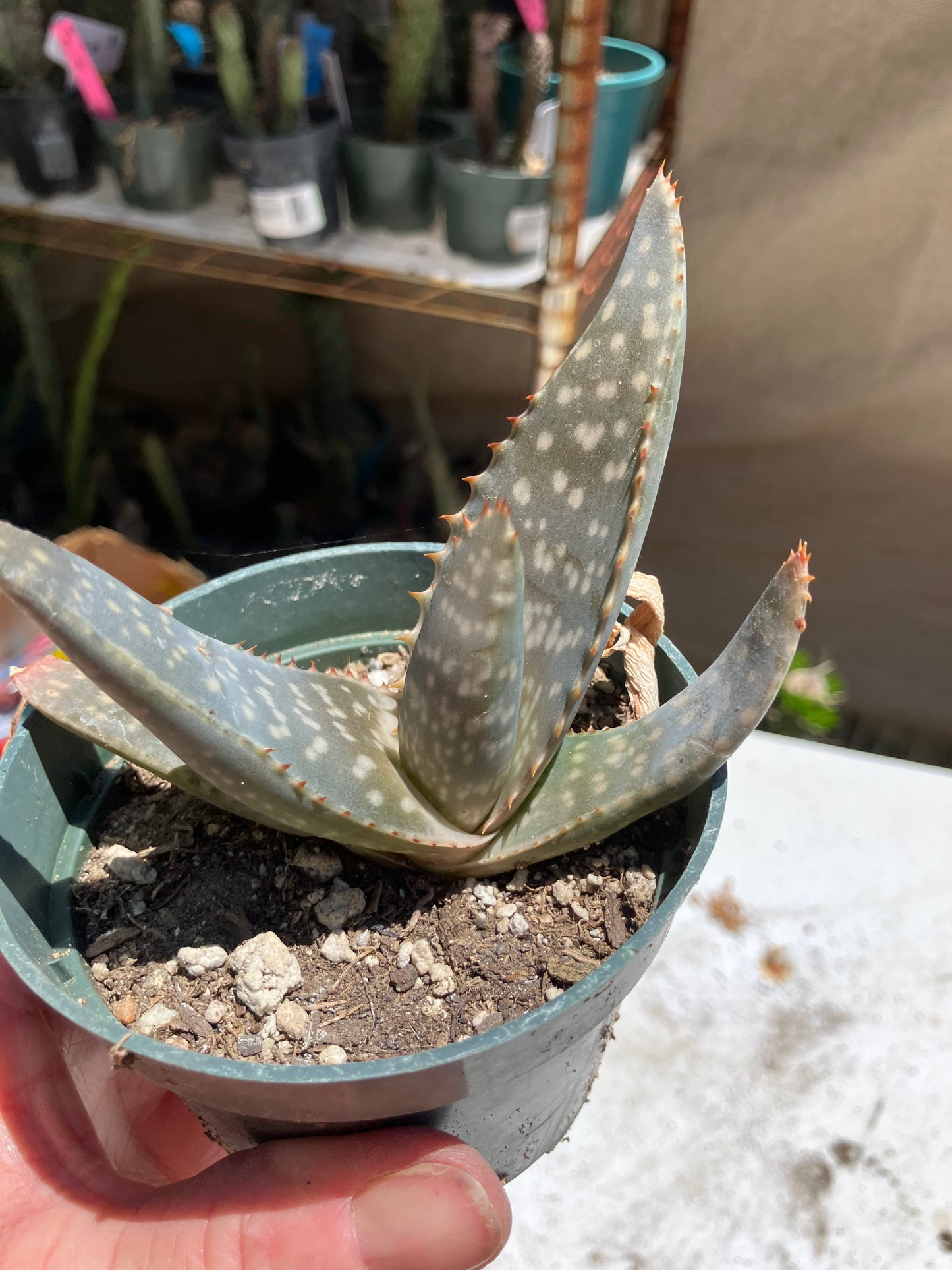 Aloe ~maculata "Soap Aloe" 4" Wide  #40G