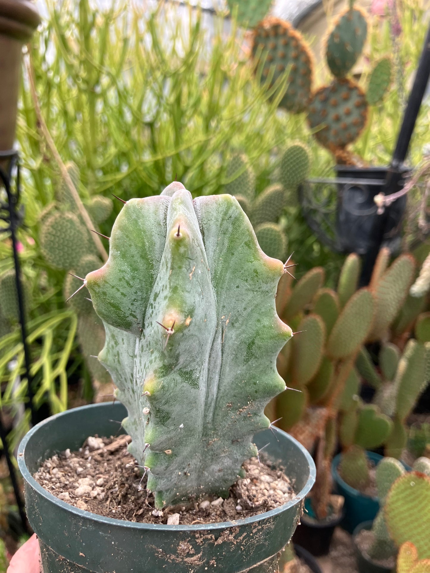 Lemaireocereus pruinosus Grey Ghost  4"Tall 2.5"Wide #219B