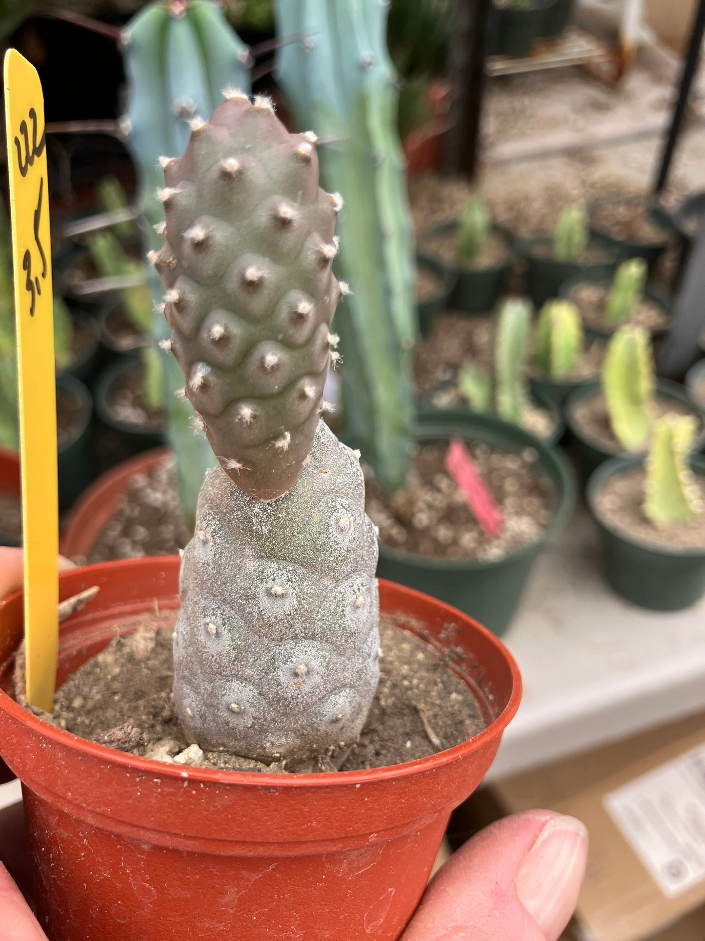 Pine Cone Cactus Tephrocactus~ articulatus  var. diadematus Pinecone 3.5”Tall #222Y