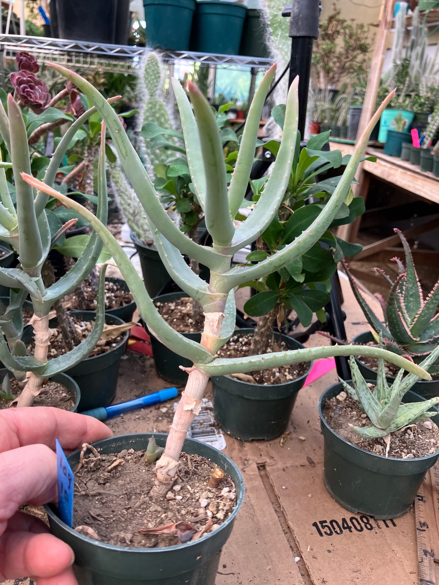 Aloe Hybrid 10"Tall #109B