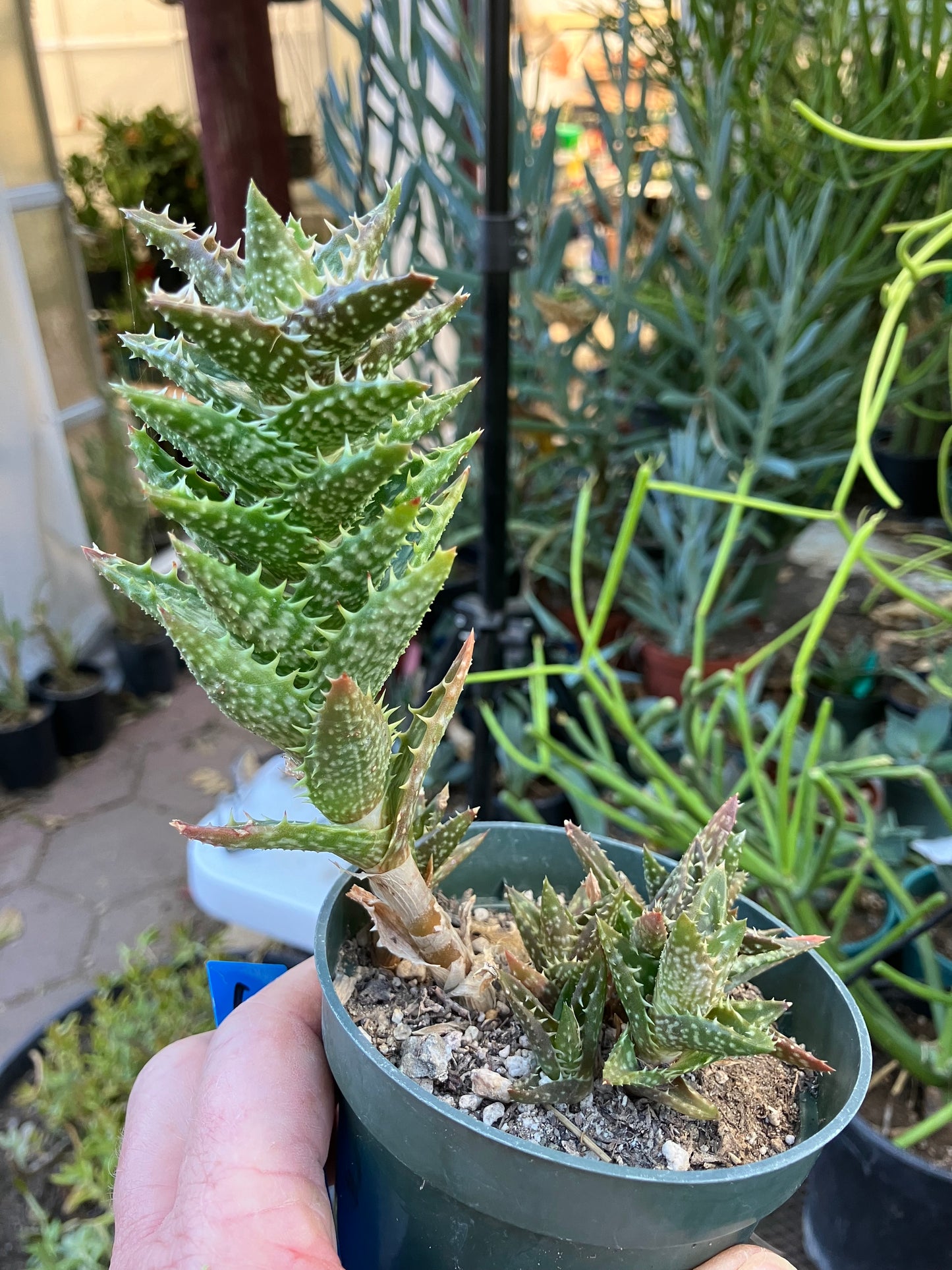 Aloe juvenna Tiger Tooth Succulent 6"Tall #6B