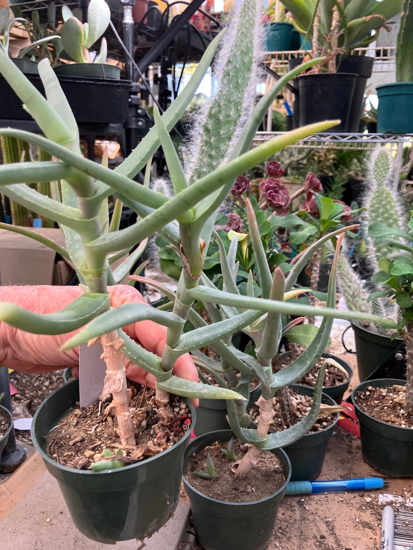 Aloe Hybrid 9"Tall 8" Wide #108W