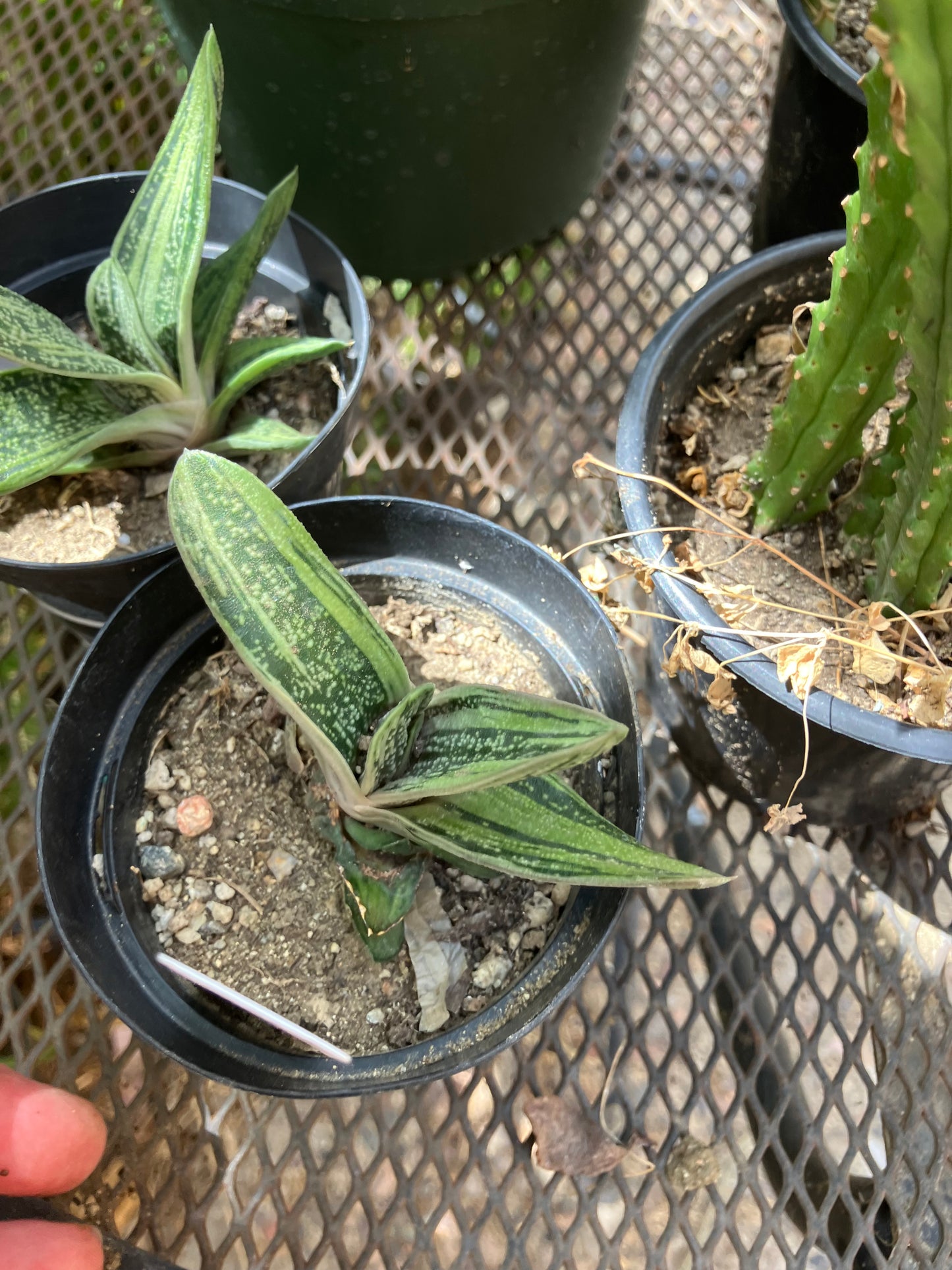 Gasteria Little Warty 3.5”Wide #35W