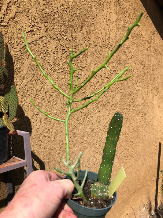 Euphorbia Tirucalli Briar Patch 14”Tall #1W
