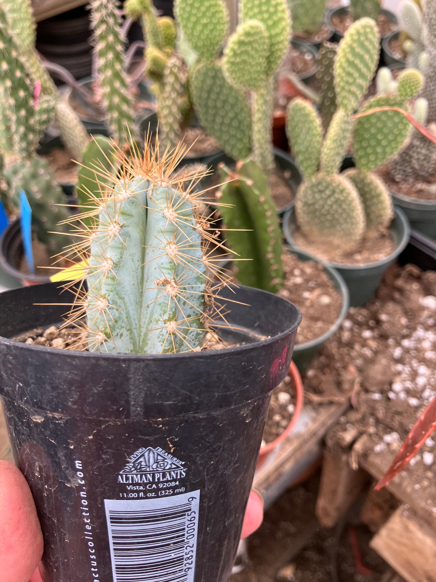 Pilosocereus Blue Azureus 2"Tall #12Y