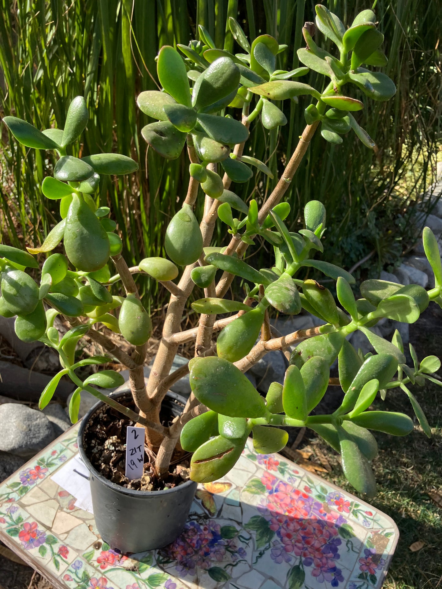 Crassula Ovata Money Jade 21”T 19”W #2W