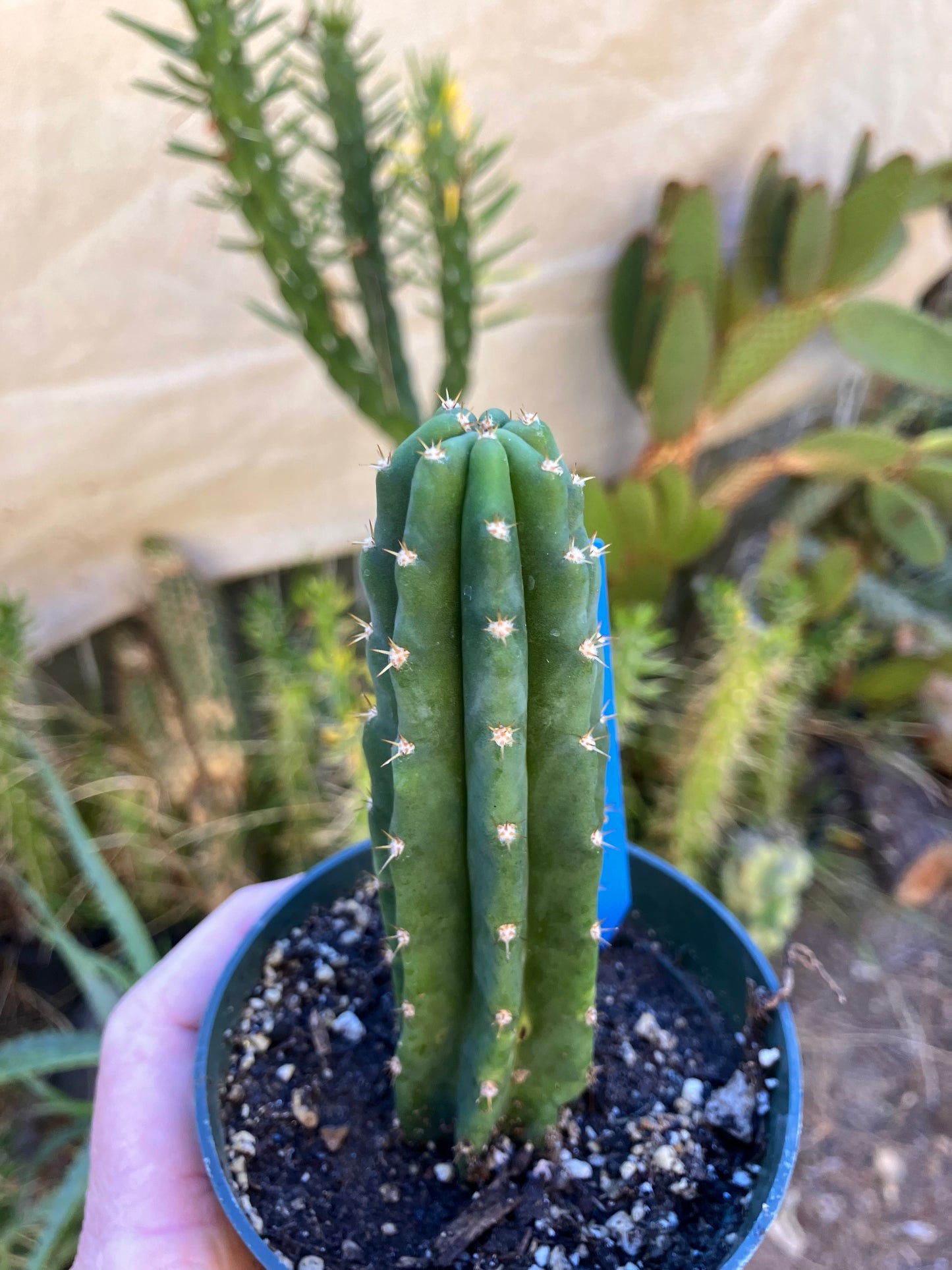San Pedro Cactus - Trichocereus pachanoi 5"Tall #15B