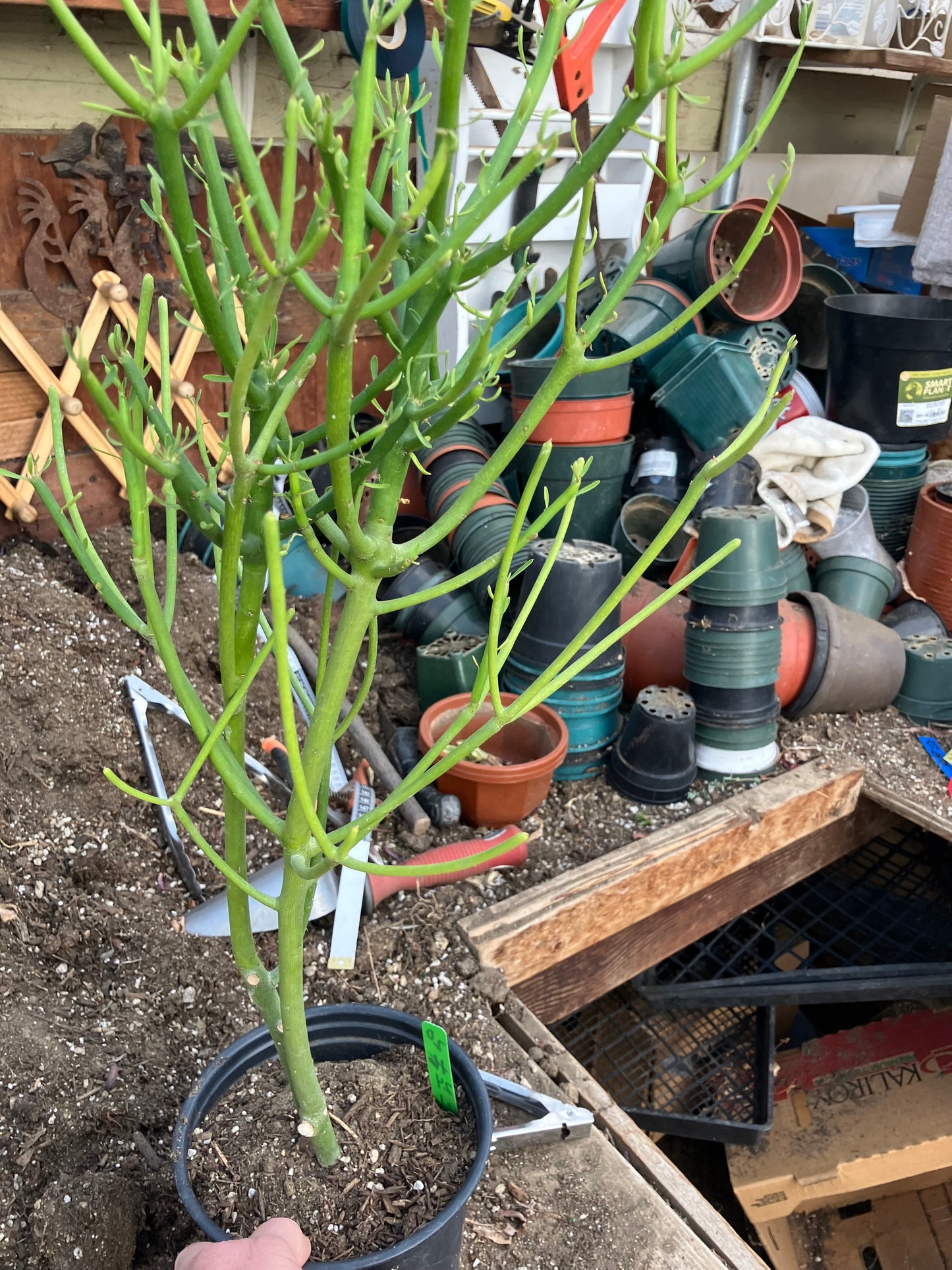 Euphorbia tirucalli Pencil Cactus/Succulent 24"Tall 11"Wide #20G