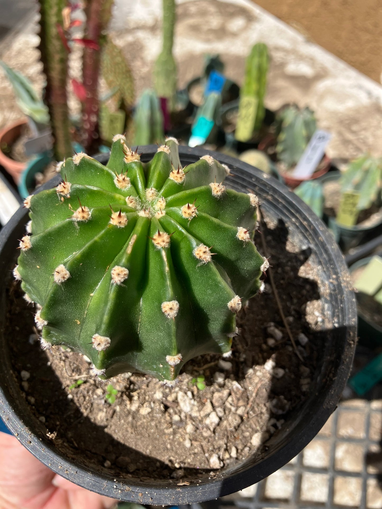 Echinopsis oxygona White Easter Lily 2" Diameter #12B