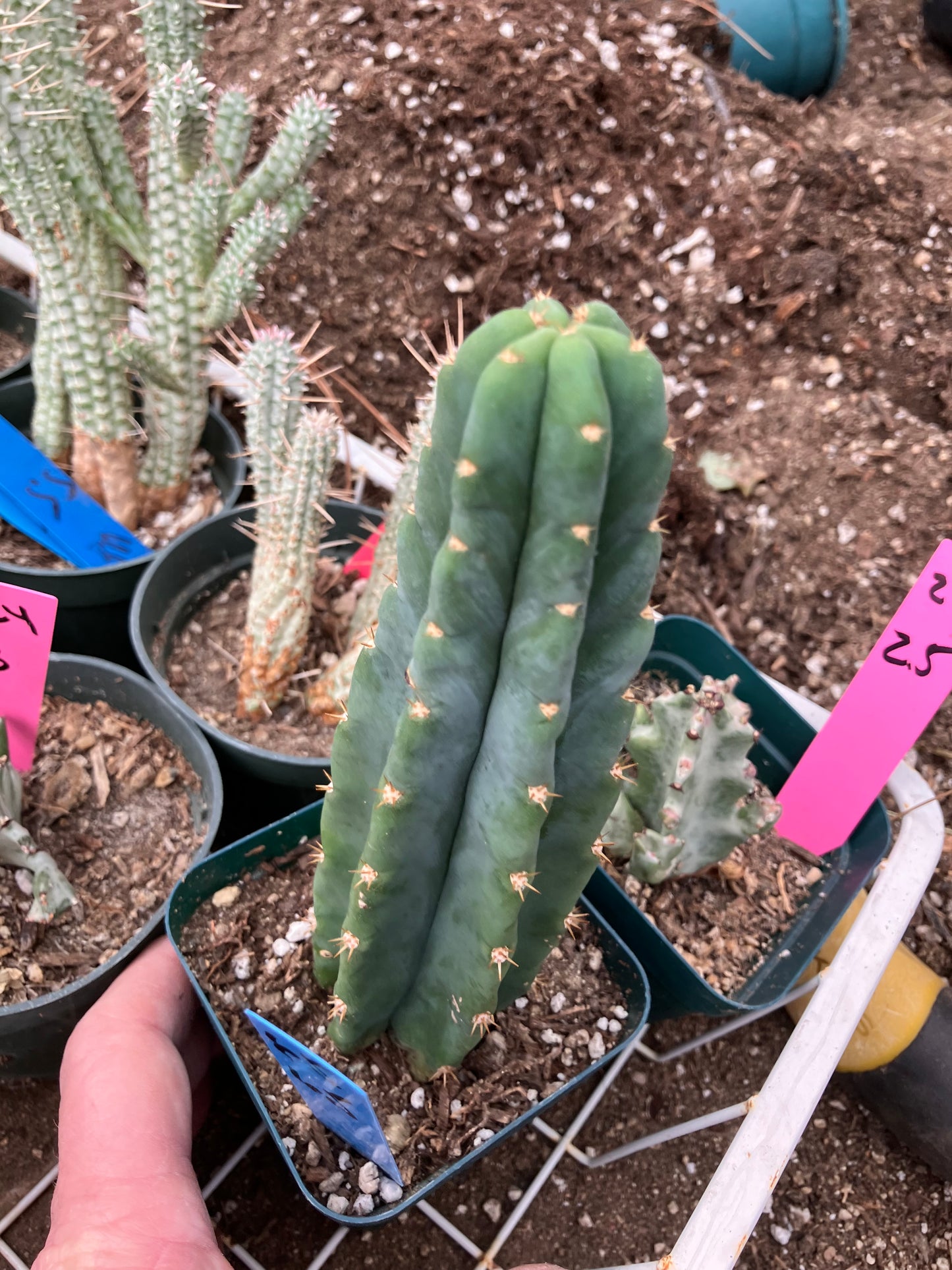 San Pedro Cactus - Trichocereus pachanoi 6.5"Tall #65B