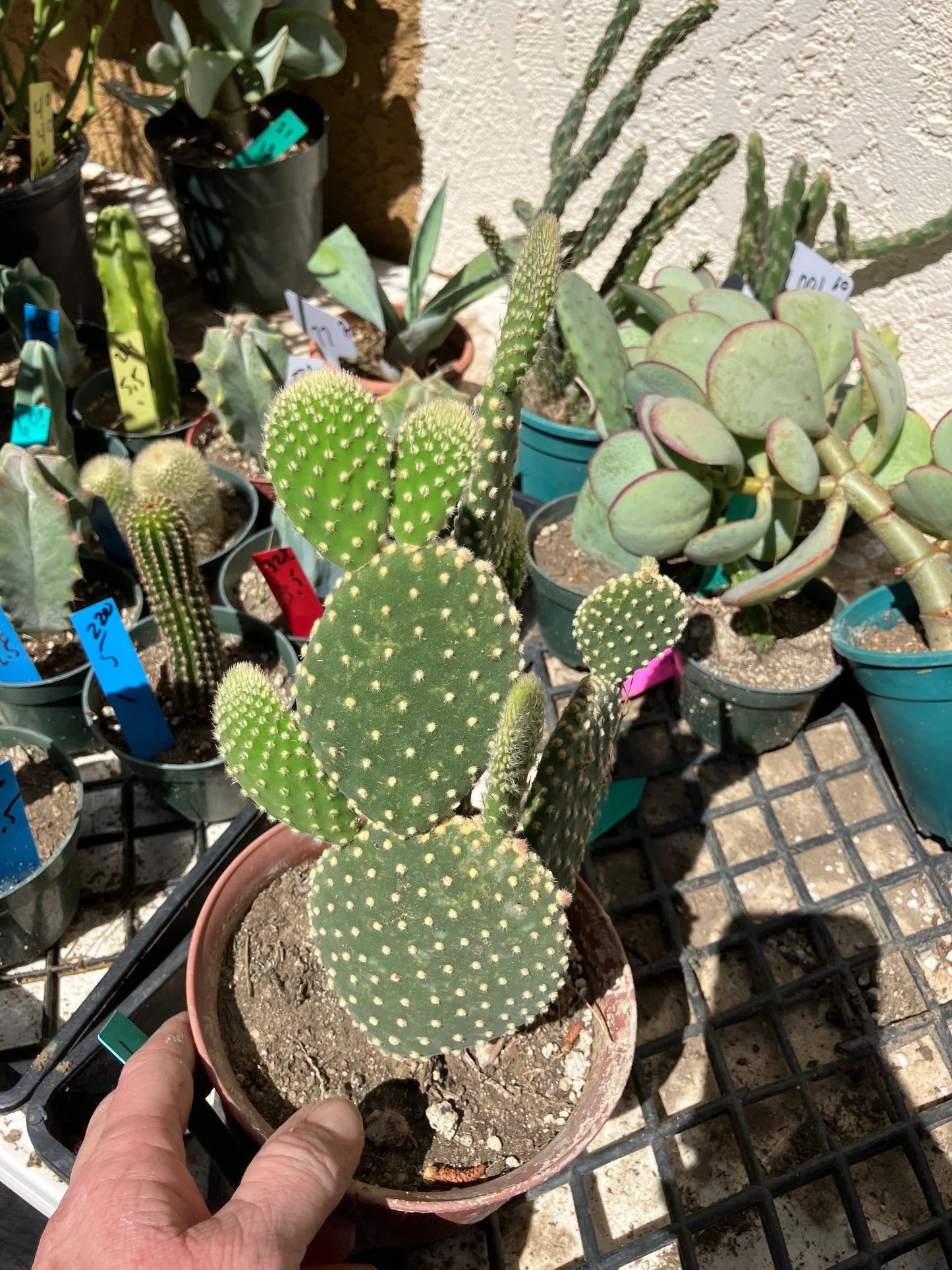 Opuntia microdasys Off White Bunny 8"Tall #6G