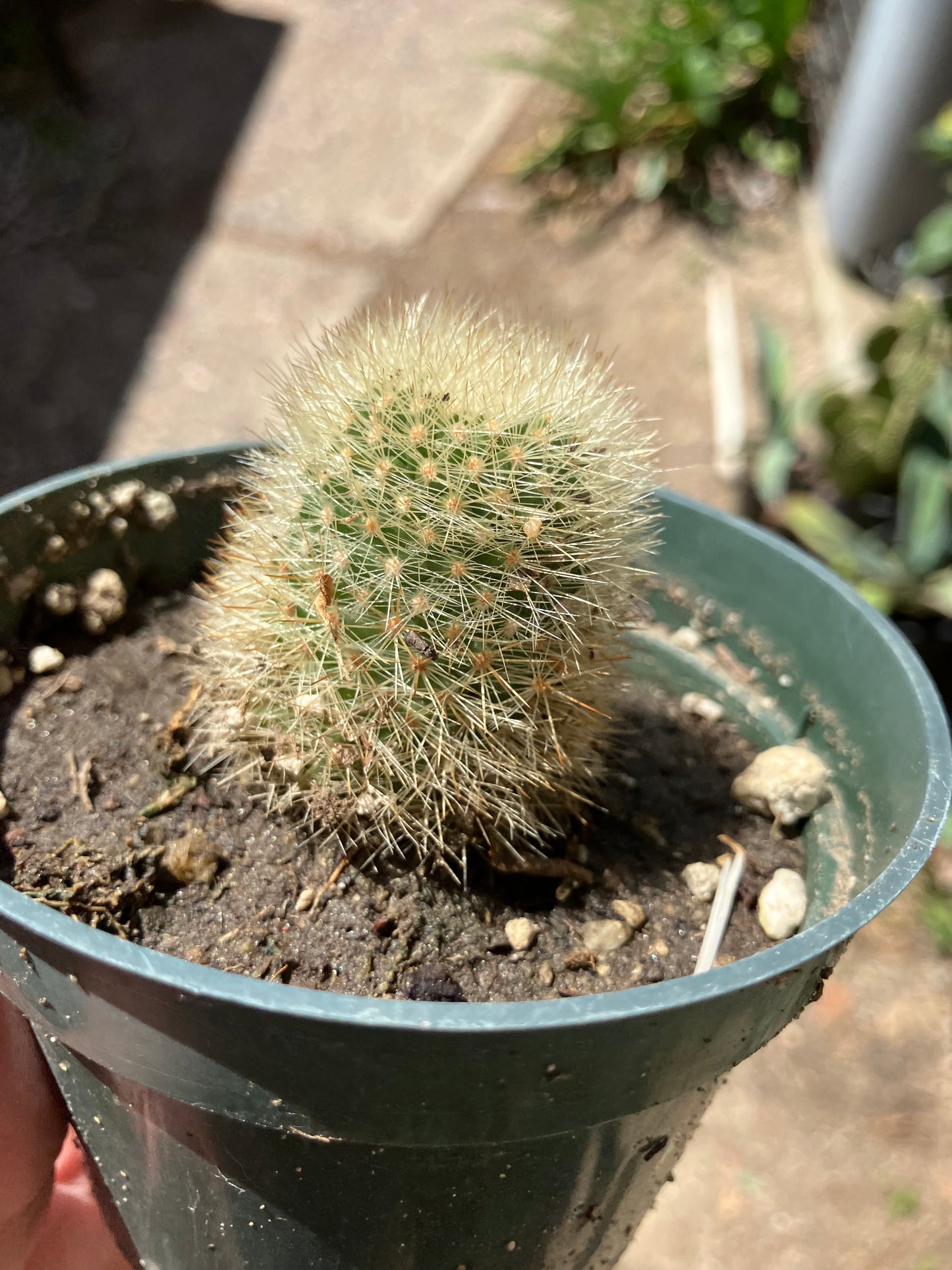 Notocactus Parodia scopa Silver Ball/Snowball Cactus 2.5" Tall #23B