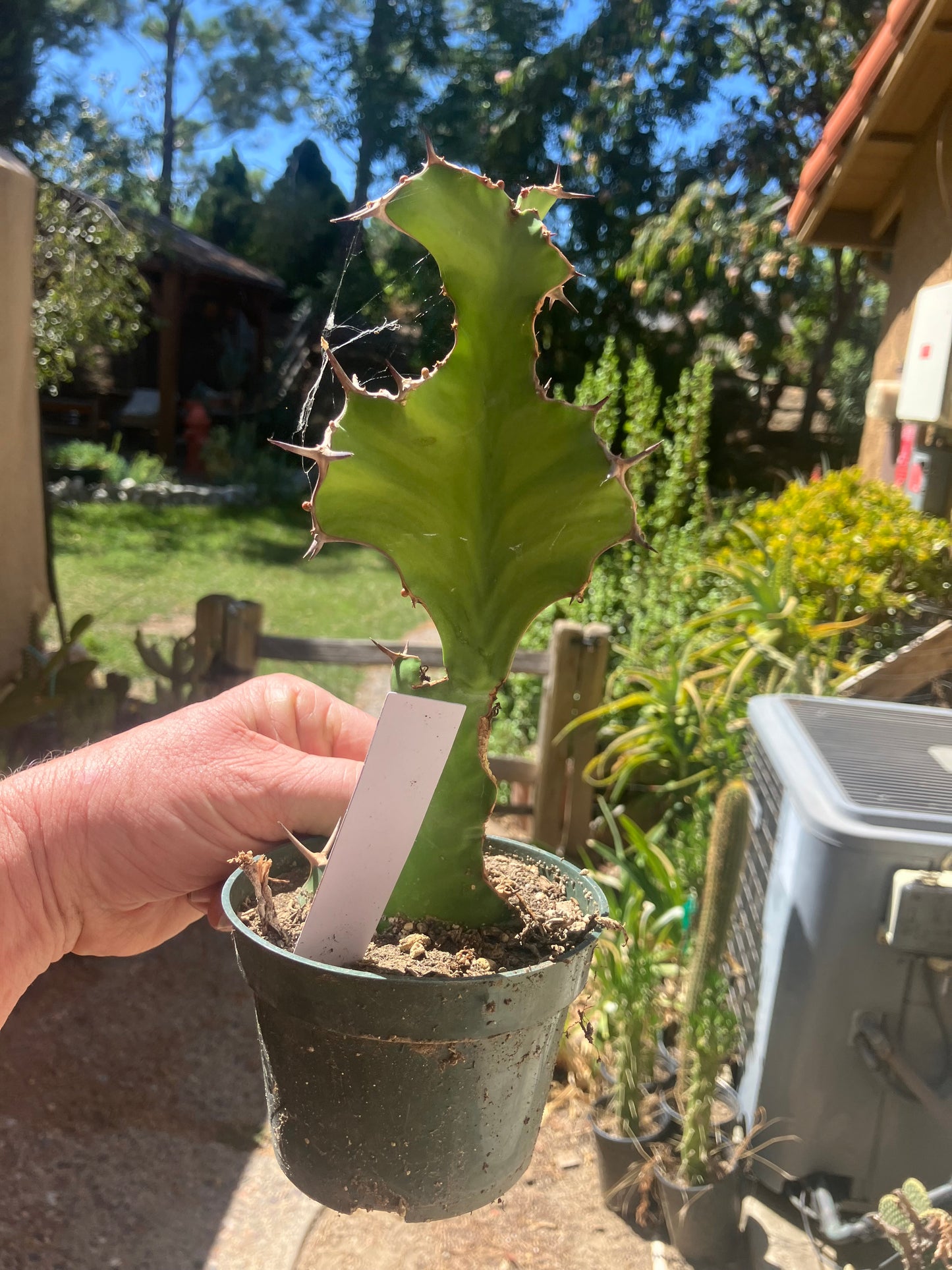 Euphorbia pseudocactus Zig Zag 8”Tall #81W