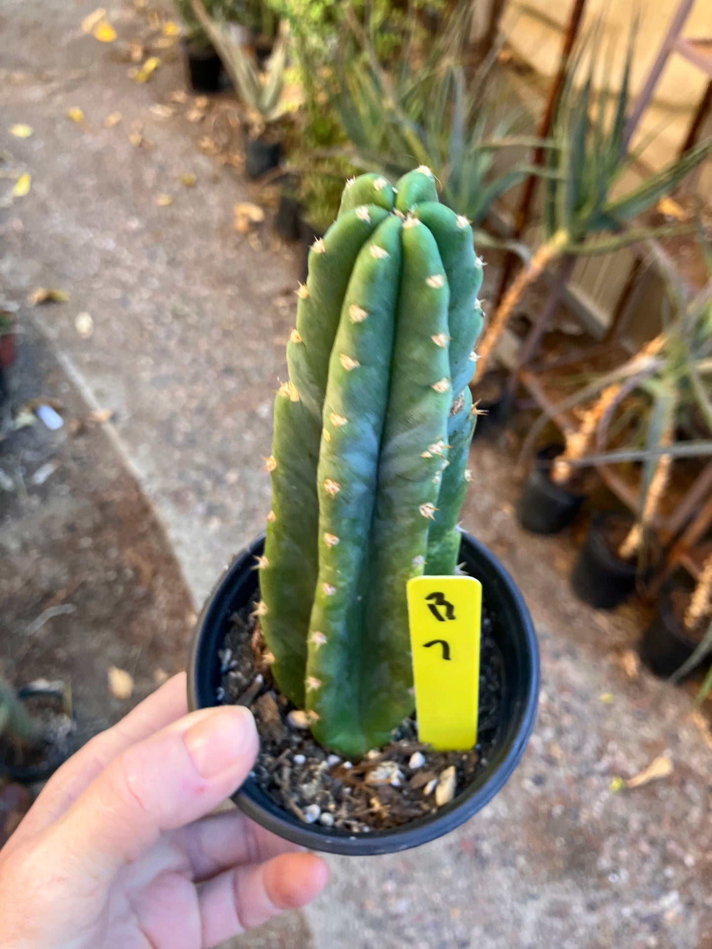 San Pedro Cactus - Trichocereus pachanoi 7”Tall #13Y