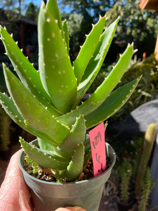 Aloe nobilis  Succulent 6" Tall #129P