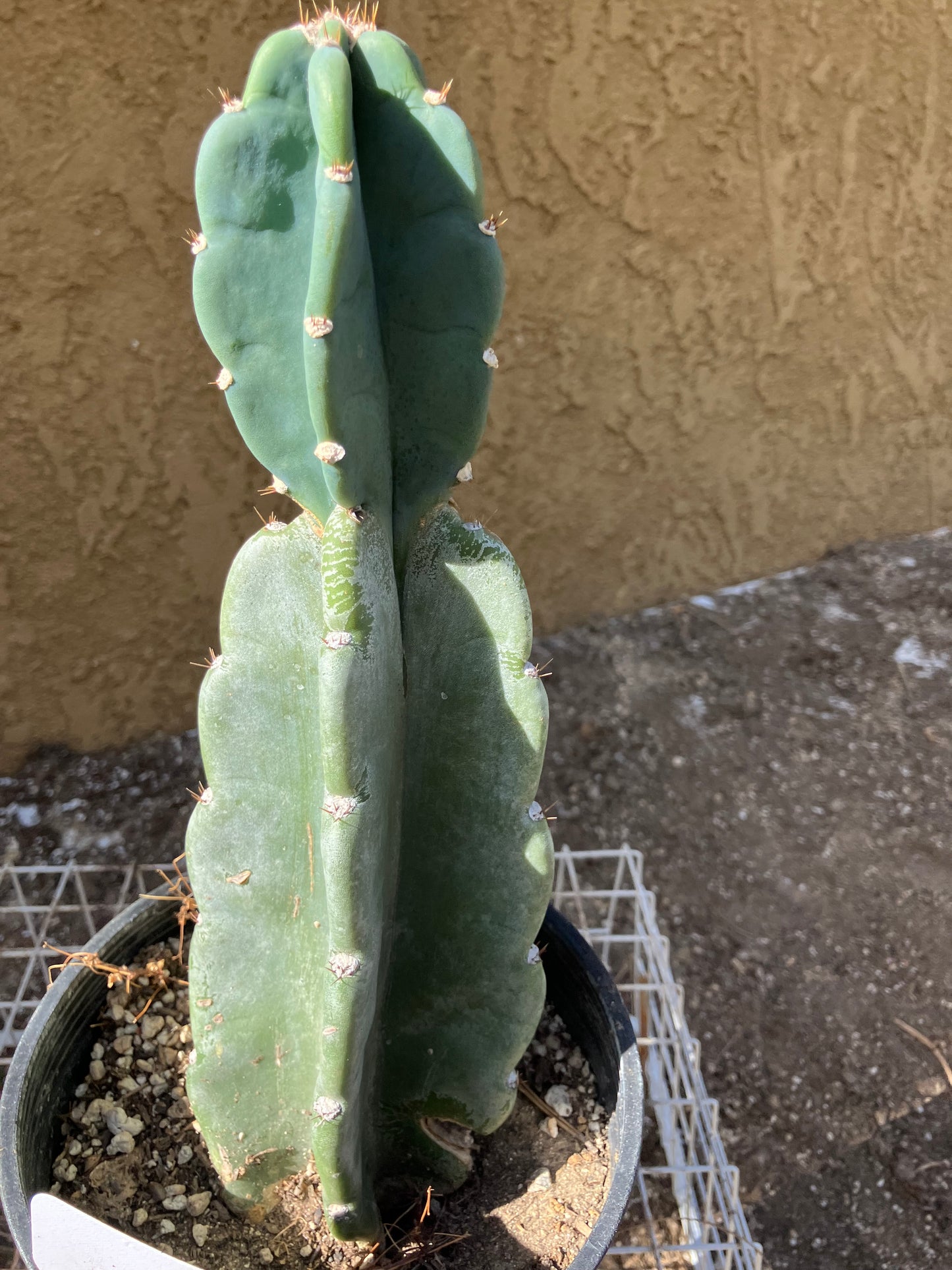 Cereus Peruvianus Night Blooming 11"Tall #11W