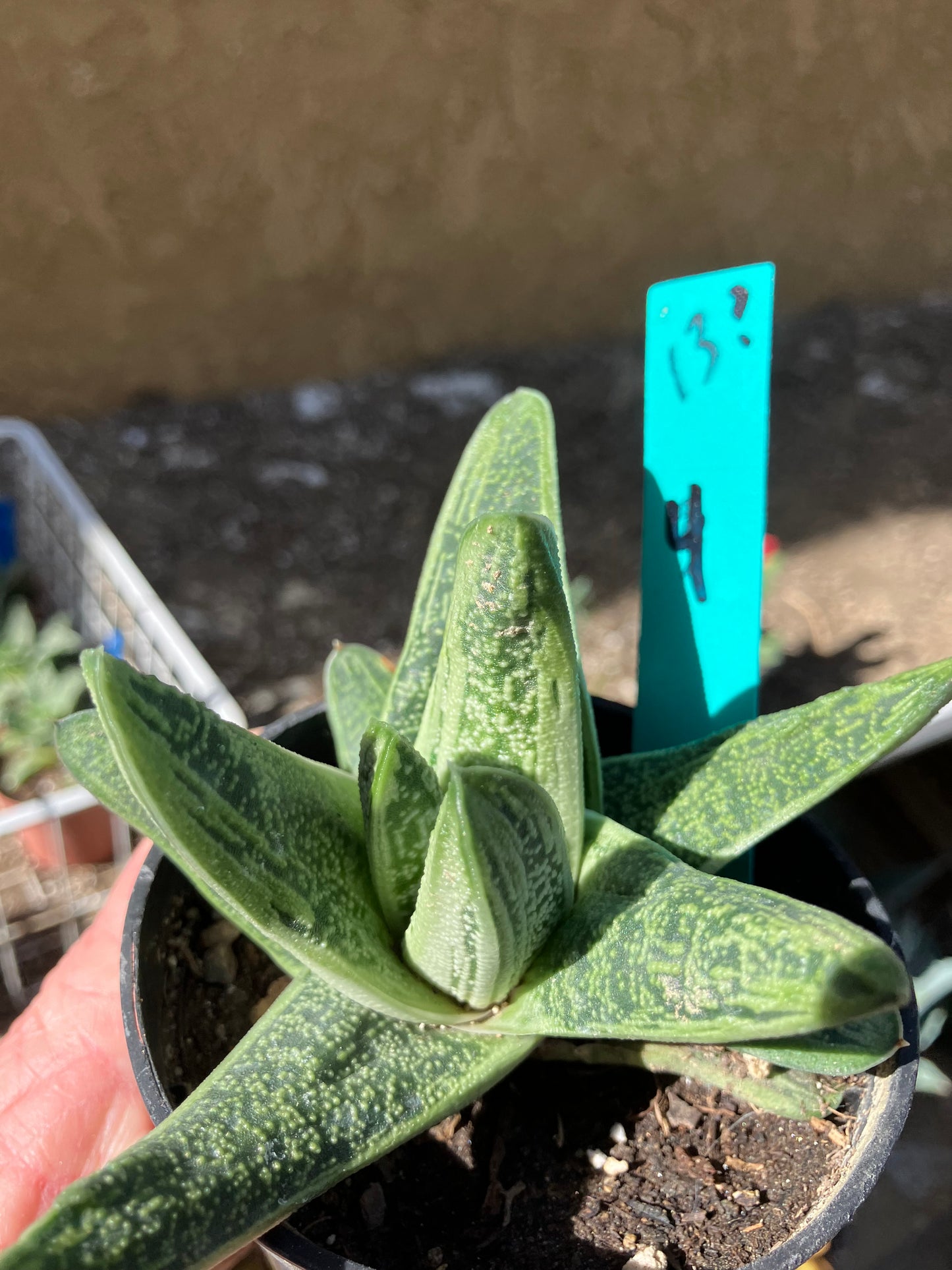 Gasteria Succulent Little Warty 4”Wide #13G