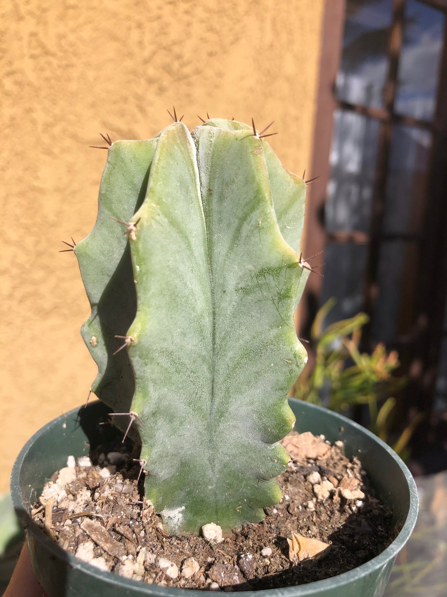 Lemaireocereus pruinosus Grey Ghost 4"Tall 2"Wide #5B