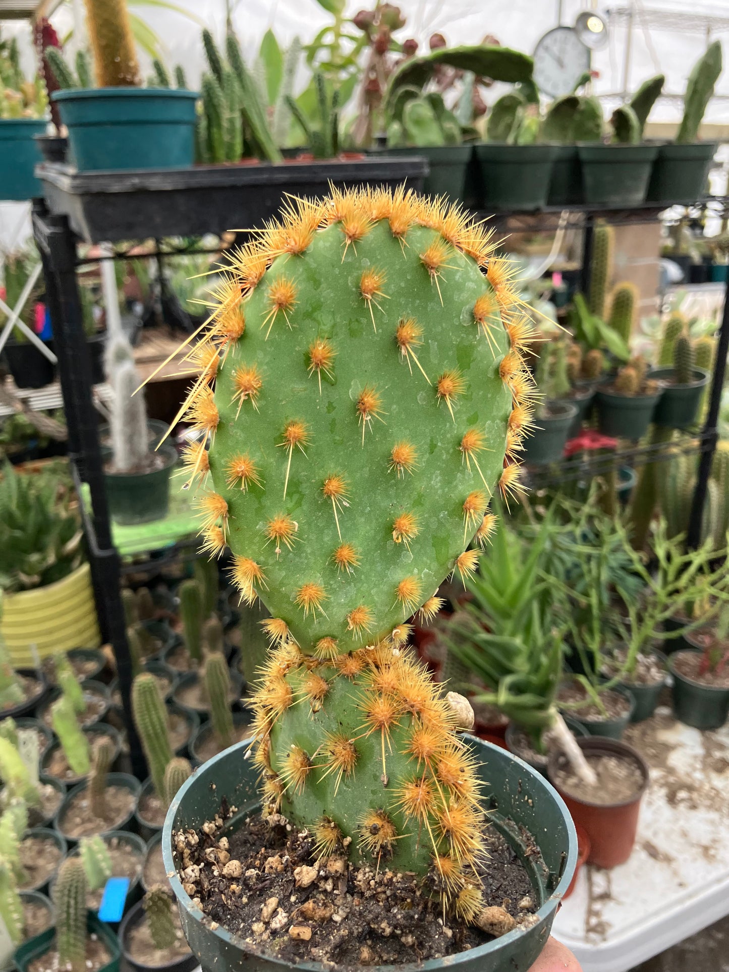 Opuntia Chenille Prickly Pear 7"Tall  #54G