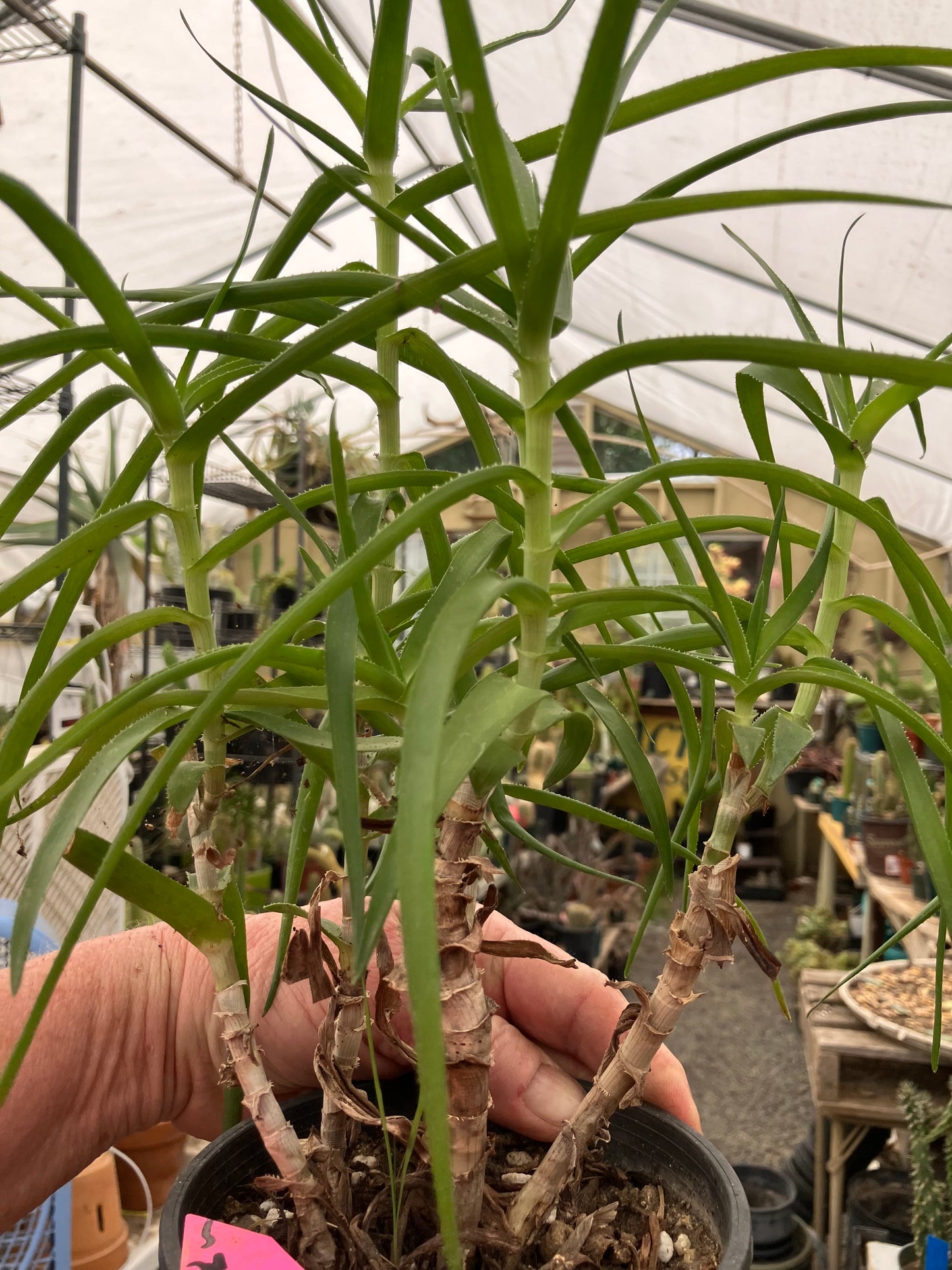 Aloe Ciliaris Climbing Succulent 12”Tall 5"Wide #12P