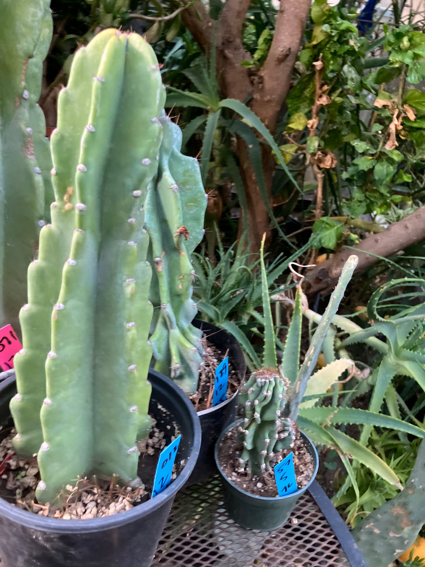 Cereus Peruvianus Night Blooming 12"Tall #012B