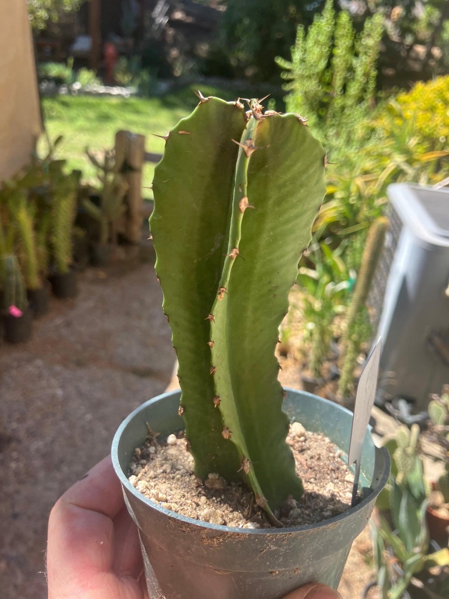 Euphorbia ingens Candelabra Tree Chocolate Drop 5.5”Tall #551W