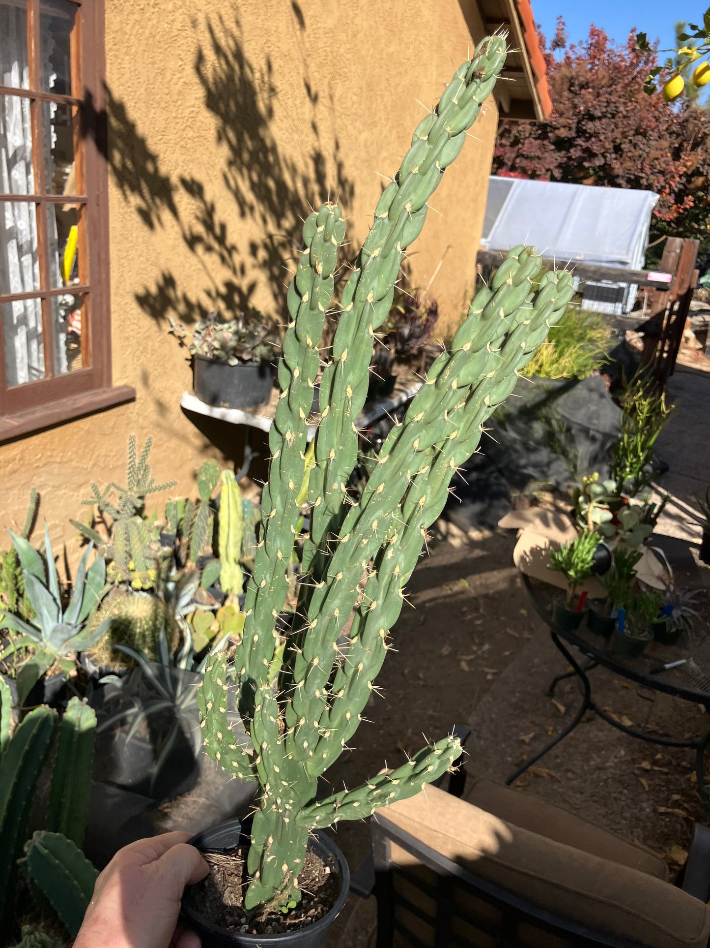 Cholla Cylindropuntia Imbricata  Buckhorn 23”Tall #023P