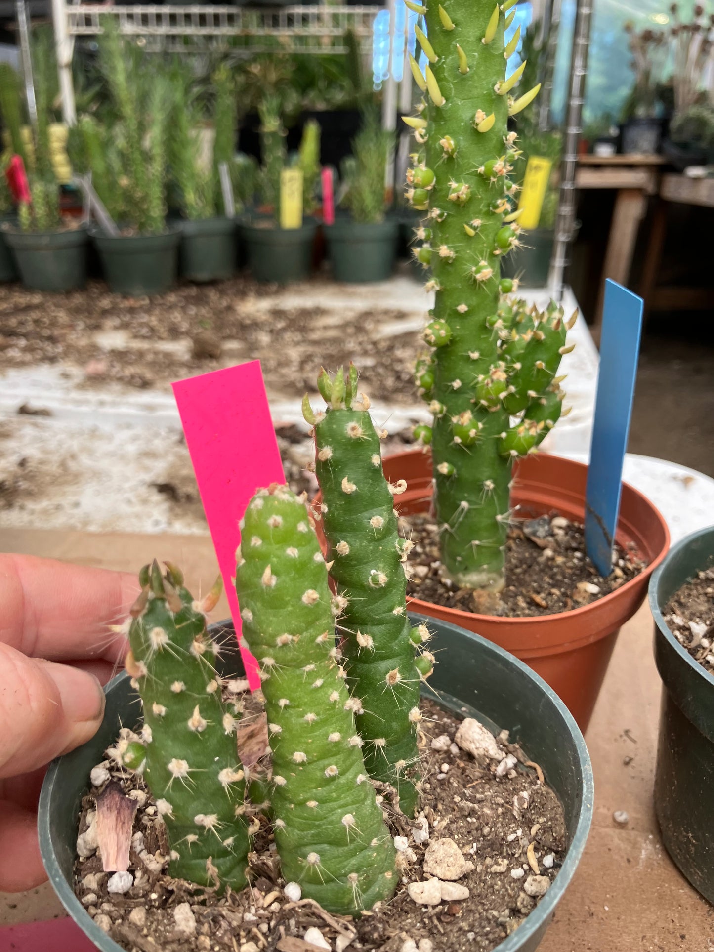 Austrocylindropuntia Cactus Gumbi Mini Eve's Needle 3"Tall #12P