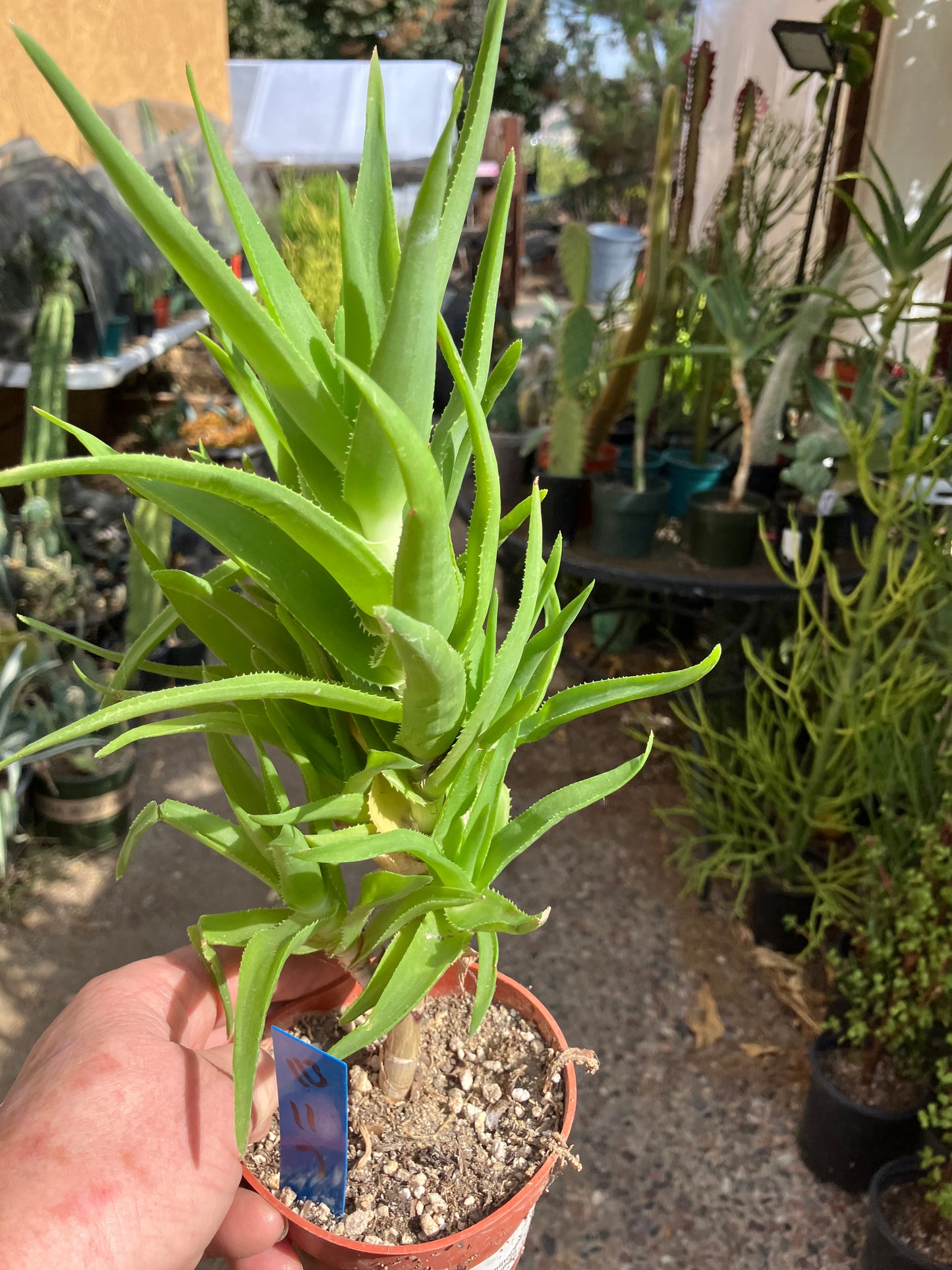 Aloe Ciliaris x Delaeti Hybrid Climbing Succulent 11”Tall 7"Wide #113B