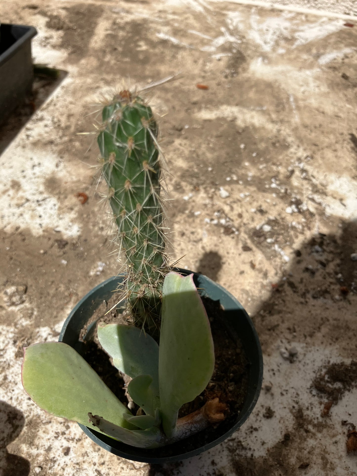 Cholla Cylindropuntia  Buckhorn 5”T #7Y