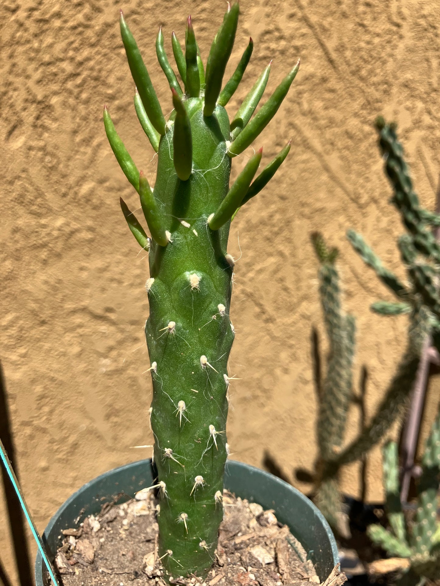 Austrocylindropuntia Full Size Eve's Needle 6"Tall #2G