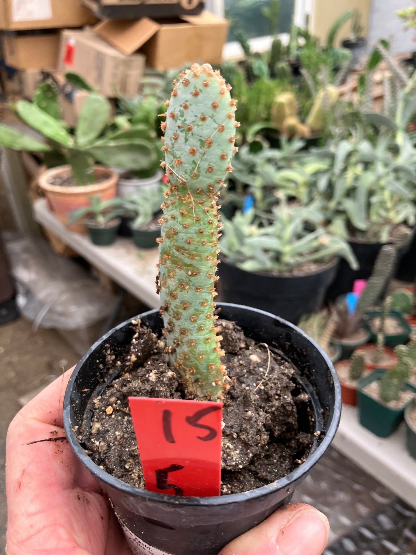 Opuntia Basilaris Beavertail Cactus 5"Tall #15R