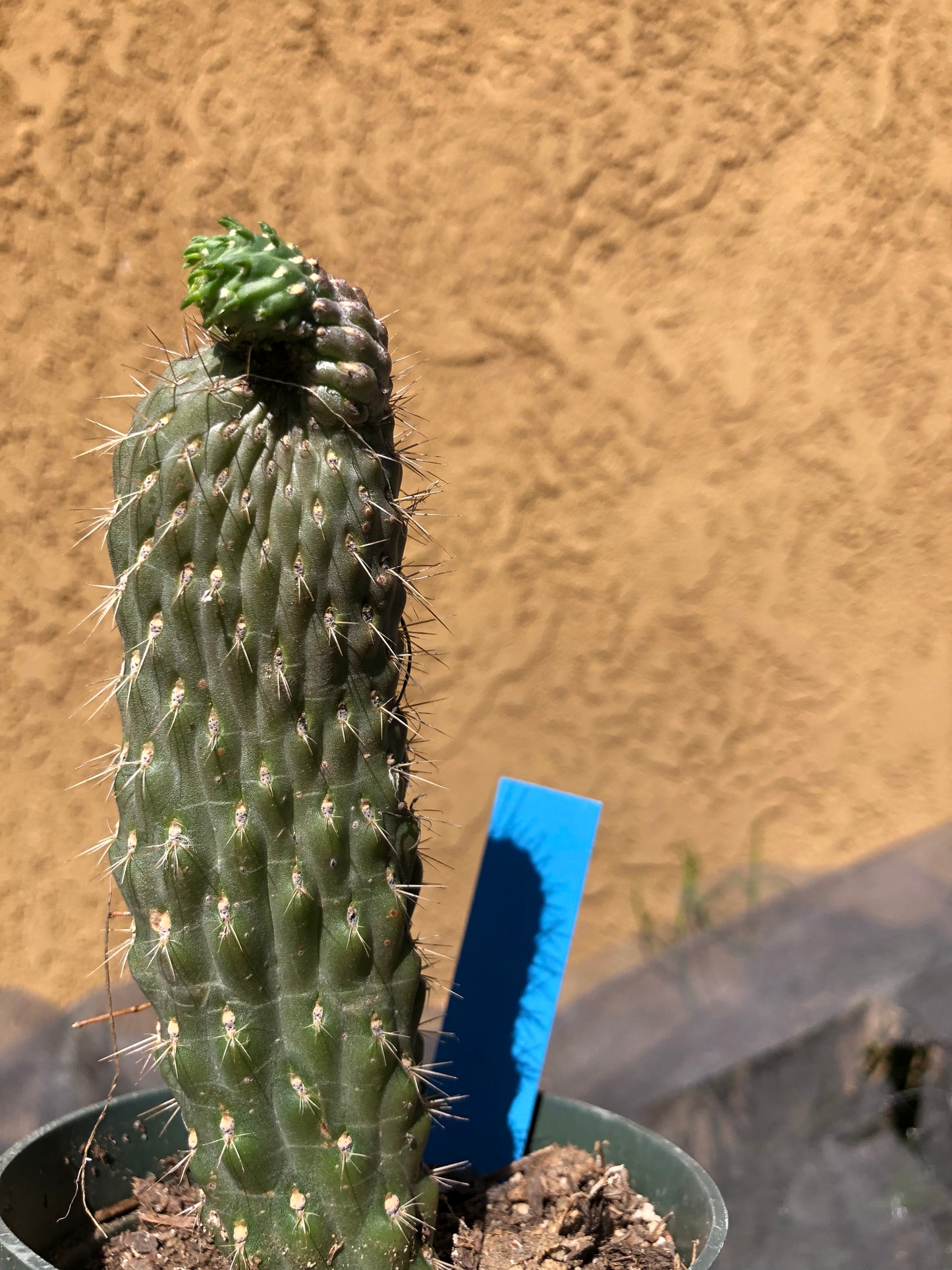 Cylindropuntia fulgida Cholla Boxing Glove Cactus Crest 6"Tall #69B