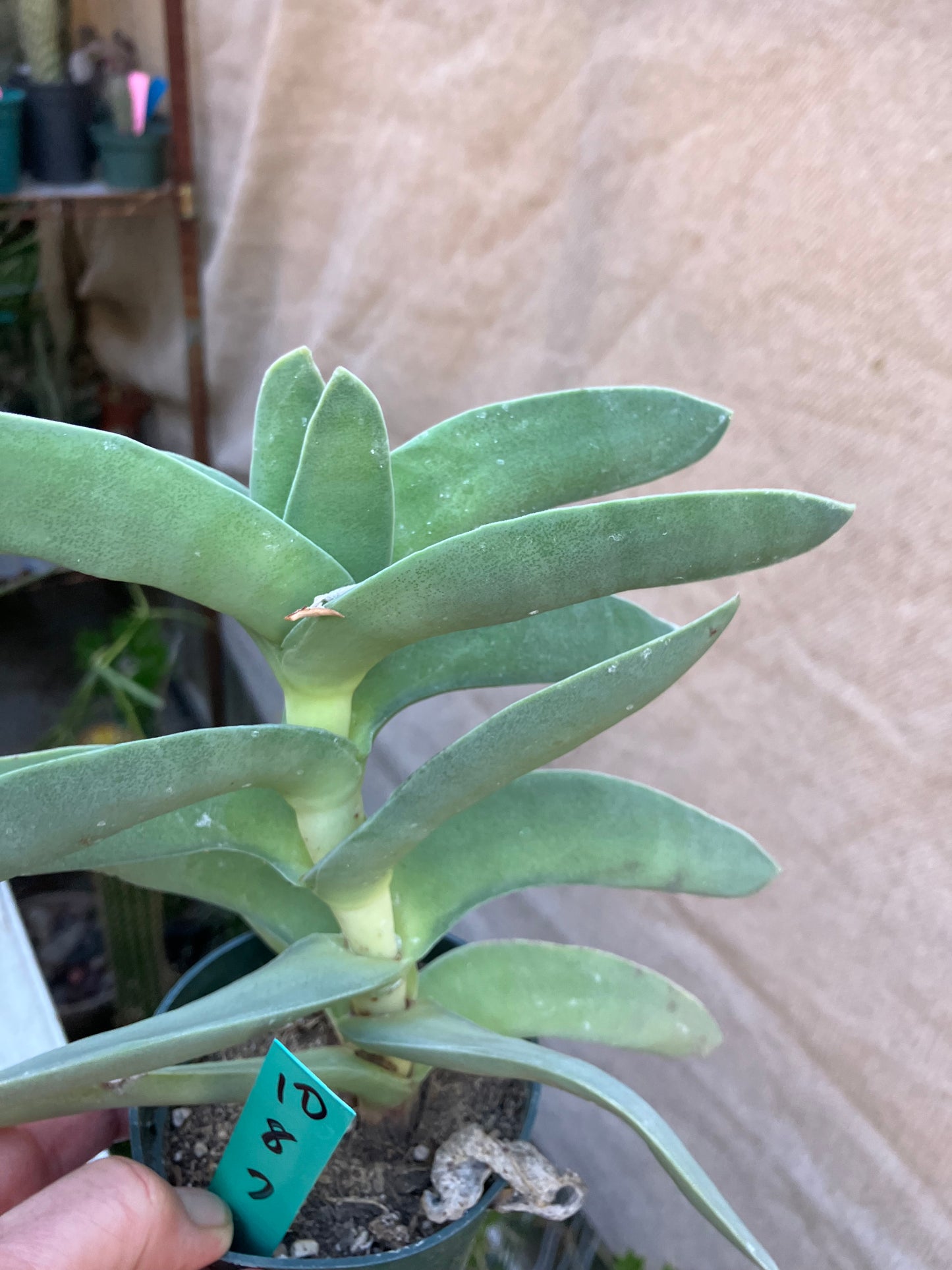 Crassula falcata Airplane Plant  8"Tall 7"Wide #10G