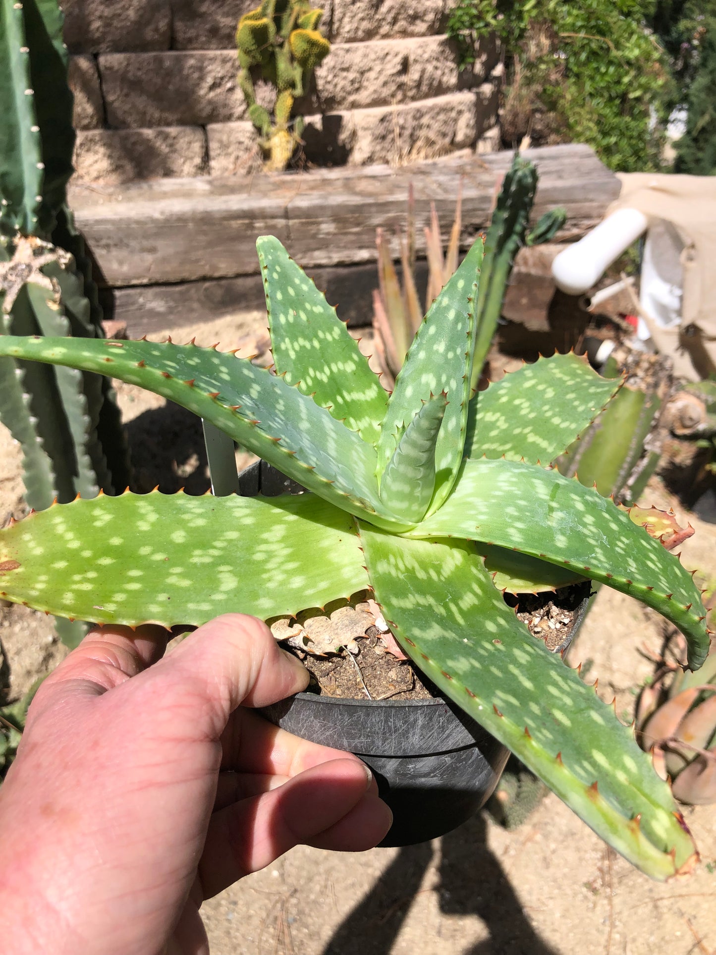 Aloe swynnertonii 11"Wide #512W
