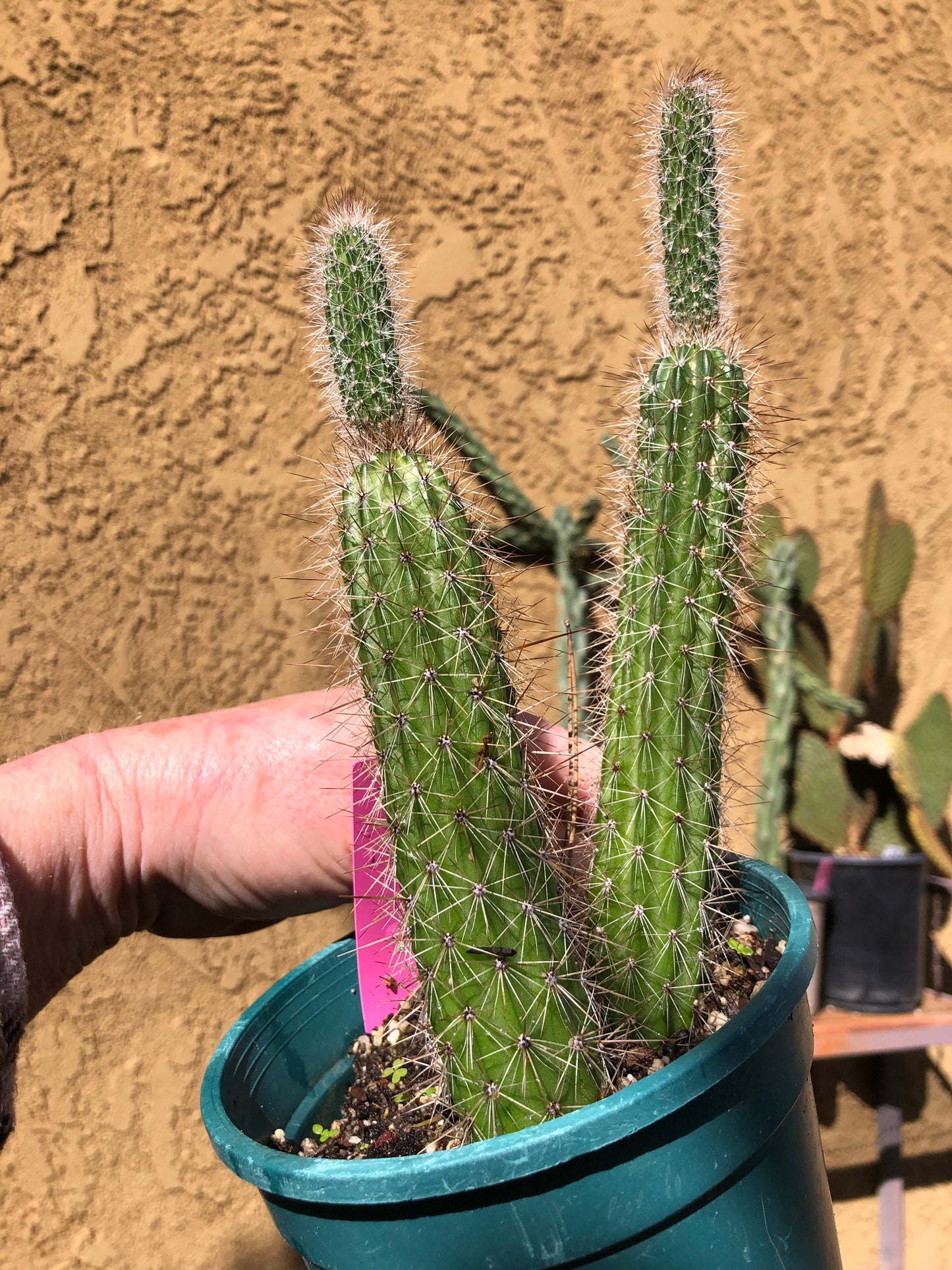 Echinocereus pensilis Snake Cactus Plant 8"Tall #601P