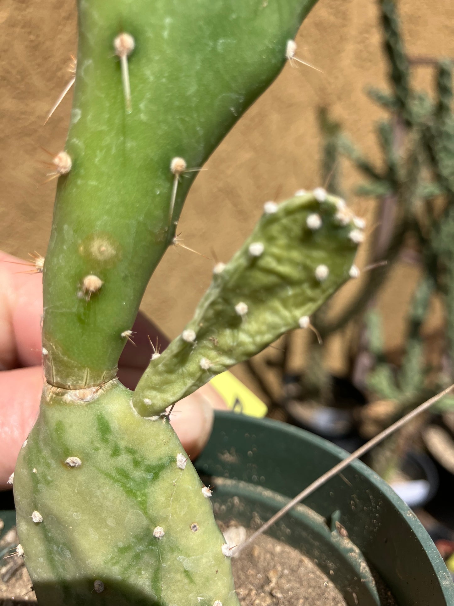 Opuntia monacantha  "Joseph's Coat" Cactus 10"Tall #100Y