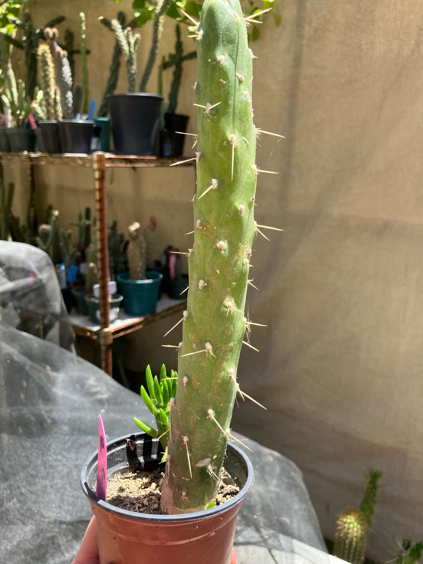 Austrocylindropuntia Full Size Eve's Needle 10"Tall #100P