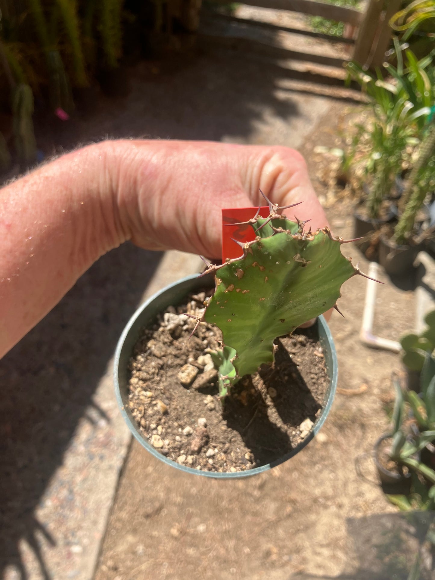 Euphorbia pseudocactus Zig Zag 5”Tall #55R